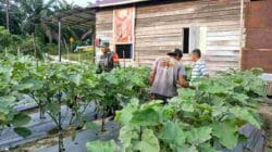 Melalui Pendampingan kepada Petani Terong, Babinsa Harapkan Kesejahteraan Petani Meningkat Melalui Pendampingan kepada Petani Terong, Babinsa Harapkan Kesejahteraan Petani Meningkat