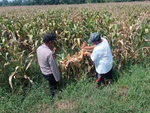 Bhabinkamtibmas Pekoren Pantau Lahan Jagung di Rembang, Kawal Asta Cita Ketahanan Pangan