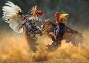 Dugaan Pembiaran Sistematis, Polres Nganjuk Disebut “Cuci Tangan” soal Sabung Ayam