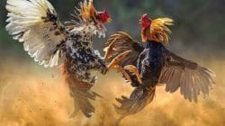Dugaan Pembiaran Sistematis, Polres Nganjuk Disebut “Cuci Tangan” soal Sabung Ayam