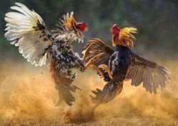 Dugaan Pembiaran Sistematis, Polres Nganjuk Disebut “Cuci Tangan” soal Sabung Ayam