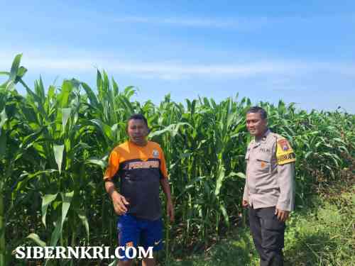 Polres Probolinggo Kota Dorong Produktivitas Pertanian Lewat Sambang Kamtibmas Polres Probolinggo Kota Dorong Produktivitas Pertanian Lewat Sambang Kamtibmas