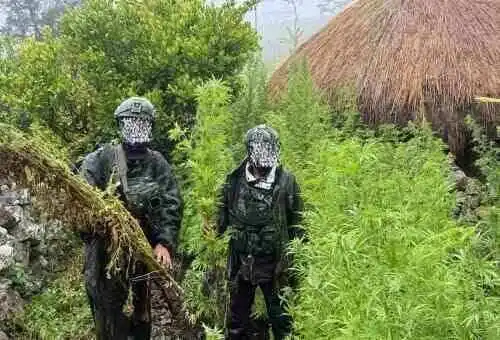 Langkah Tegas Demi Masa Depan Papua: 5.000 Batang Ganja Berhasil Diungkap Koops TNI Habema