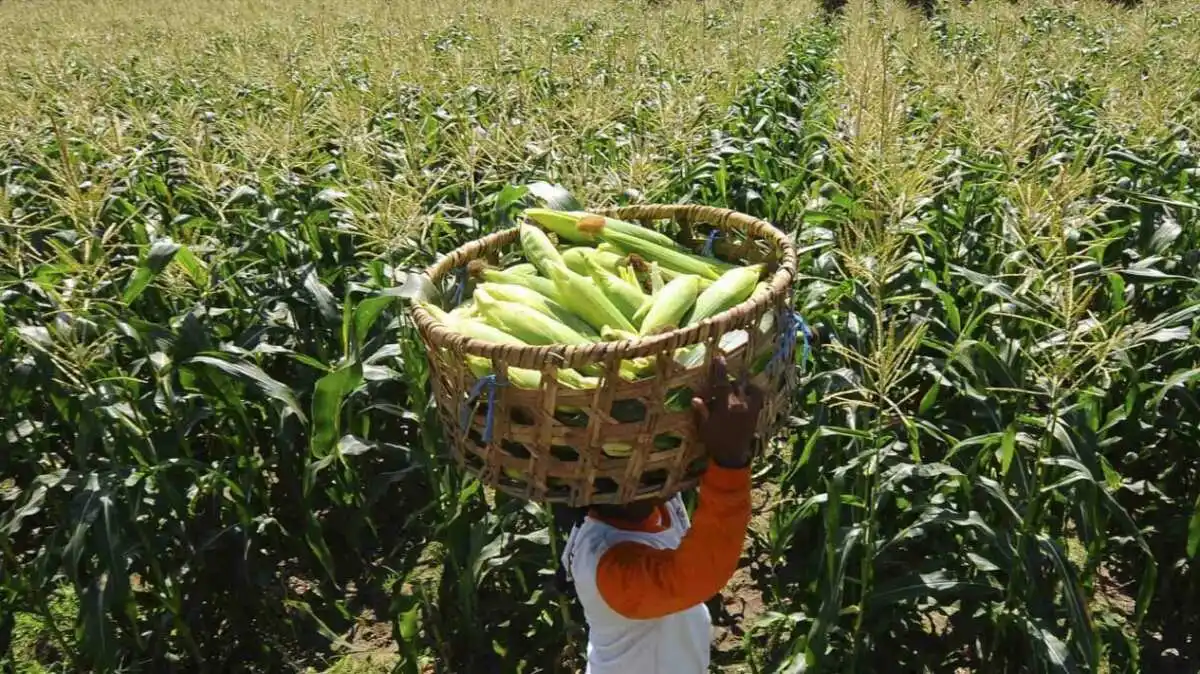 Memperkuat Ketahanan Pangan Melalui Budi Daya Jagung
