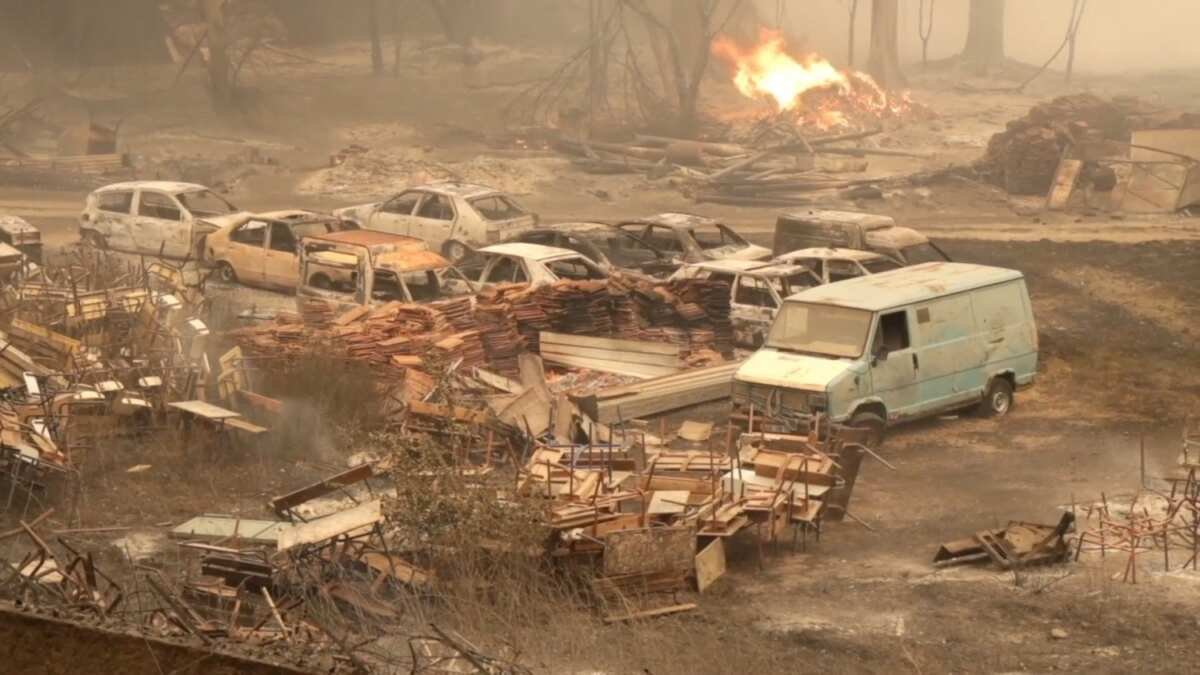 Tragedi Kebakaran Hutan di Aljazair Tragedi Kebakaran Hutan di Aljazair