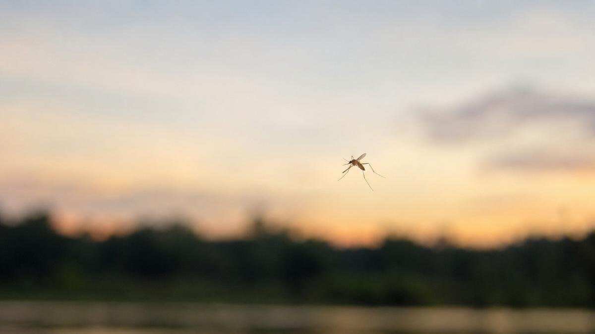Kematian Tragis di Bandara Frankfurt: Kasus Malaria Pertama dalam Sejarah