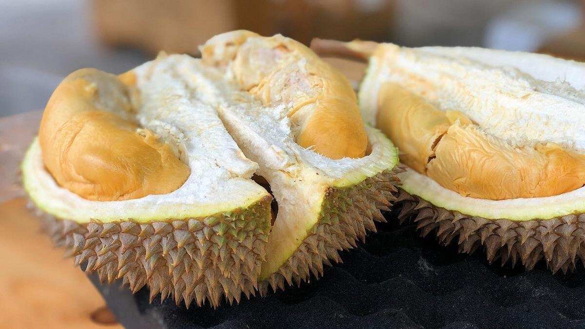 Menggali Makna Warna Duri Durian: Indikator Kematangan atau Varietas? Menggali Makna Warna Duri Durian: Indikator Kematangan atau Varietas?