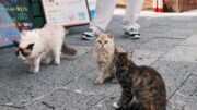 Pembukaan Taman Kucing Pertama di Heilongjiang, China