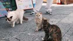 Pembukaan Taman Kucing Pertama di Heilongjiang, China Pembukaan Taman Kucing Pertama di Heilongjiang, China