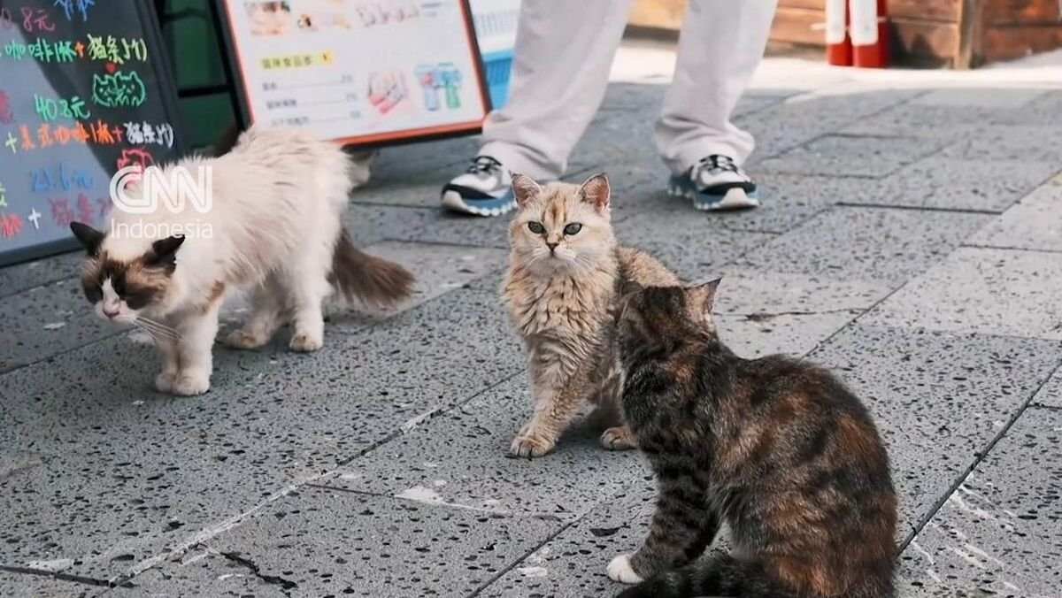 Pembukaan Taman Kucing Pertama di Heilongjiang, China