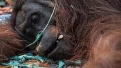 Momen-Momen Menarik Sepekan: Sukhoi RI Tergelincir dan Orangutan Pingsan Akibat Karhutla Kalbar
