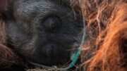 Penyelamatan Orangutan di Tengah Kebakaran Hutan Kalimantan Barat