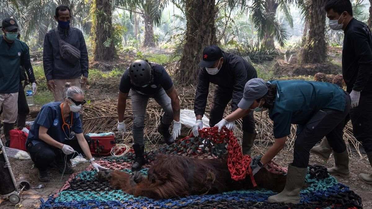 Kondisi Orang Utan Terancam akibat Karhutla di Kalimantan Kondisi Orang Utan Terancam akibat Karhutla di Kalimantan