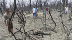 Hukuman Mati bagi Pelaku Pembakaran Hutan di Aljazair Hukuman Mati bagi Pelaku Pembakaran Hutan di Aljazair
