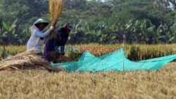 Menghadapi Ancaman El Niño dalam Produksi Padi Menghadapi Ancaman El Niño dalam Produksi Padi