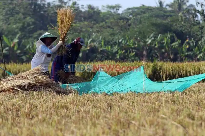Menghadapi Ancaman El Niño dalam Produksi Padi