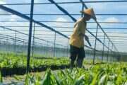Perlindungan dan Pemberdayaan Perempuan di Industri Kelapa Sawit