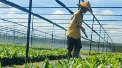Perlindungan dan Pemberdayaan Perempuan di Industri Kelapa Sawit Perlindungan dan Pemberdayaan Perempuan di Industri Kelapa Sawit