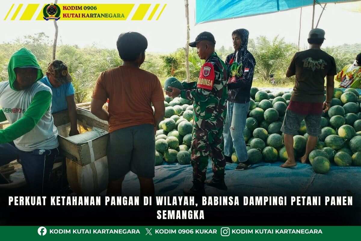 Perkuat Ketahanan Pangan Di Wilayah, Babinsa Dampingi Petani Panen Semangka Perkuat Ketahanan Pangan Di Wilayah, Babinsa Dampingi Petani Panen Semangka