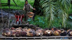 Percepatan Program Perkebunan Rakyat oleh BPDP