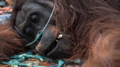 Penanganan Orang Utan yang Pingsan Akibat Kebakaran Hutan