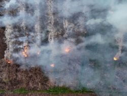 Penanganan Kebakaran Hutan dan Lahan oleh Pemerintah