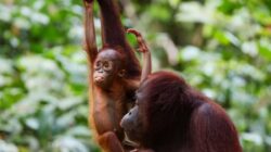 Mengadopsi Orang Utan: Kontribusi untuk Pelestarian Satwa Langka
