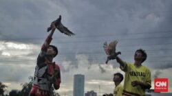 Ciri-Ciri Merpati Balap yang Berkualitas