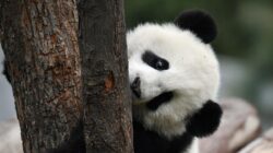 Perayaan Ulang Tahun Panda Kai Kai dan Jia Jia di Singapura
