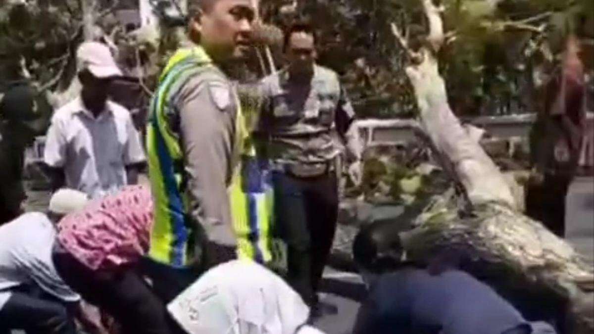 Tragedi Pohon Tumbang di Semarang: Menggugah Kesadaran Keamanan Lalu Lintas