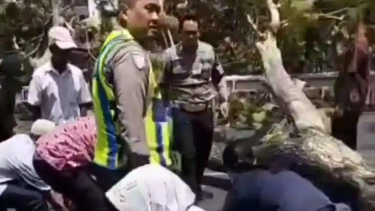 Tragedi Pohon Tumbang di Semarang: Menggugah Kesadaran Keamanan Lalu Lintas