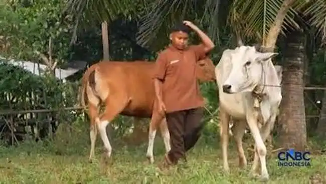 Kisah Sukses Petani di Bukit Timah Dumai