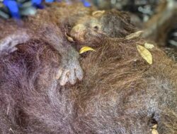 Kondisi Gunung Anak Krakatau dan Pembaruan Pemantauan