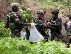 Penemuan Ladang Ganja di Pegunungan Bintang: TNI Bersikap Tegas