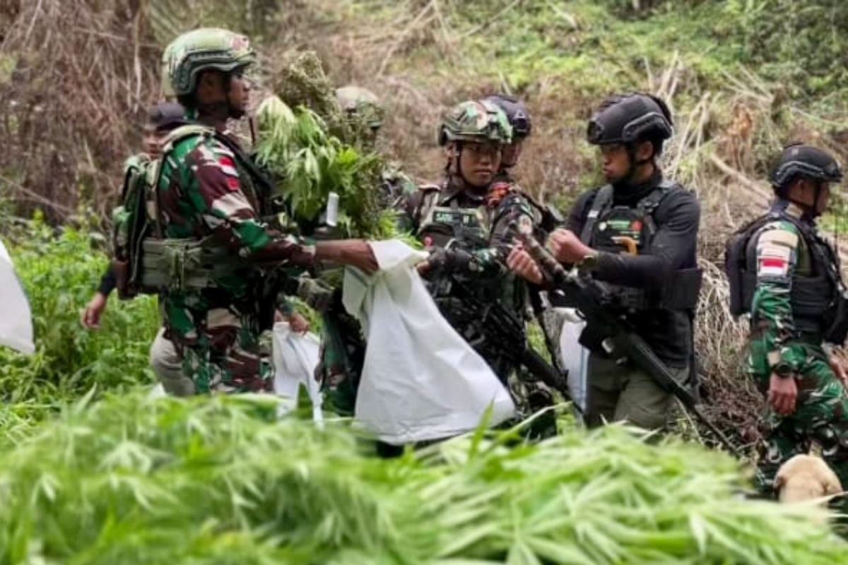 Penemuan Ladang Ganja di Pegunungan Bintang: TNI Bersikap Tegas