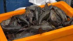 Pengajuan Anggaran untuk Kajian Ikan Sapu-sapu