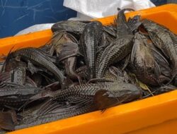 Pengajuan Anggaran untuk Kajian Ikan Sapu-sapu