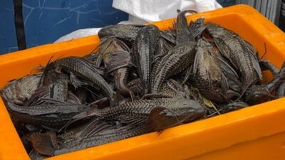Pengajuan Anggaran untuk Kajian Ikan Sapu-sapu