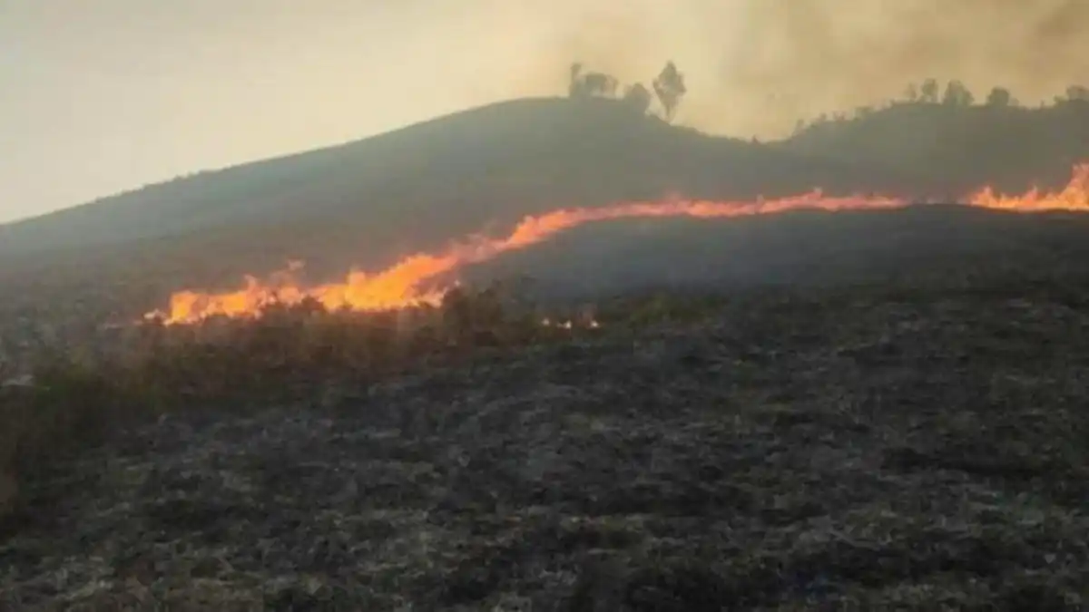 Kebakaran Terjadi di Kawasan Wisata Gunung Bromo