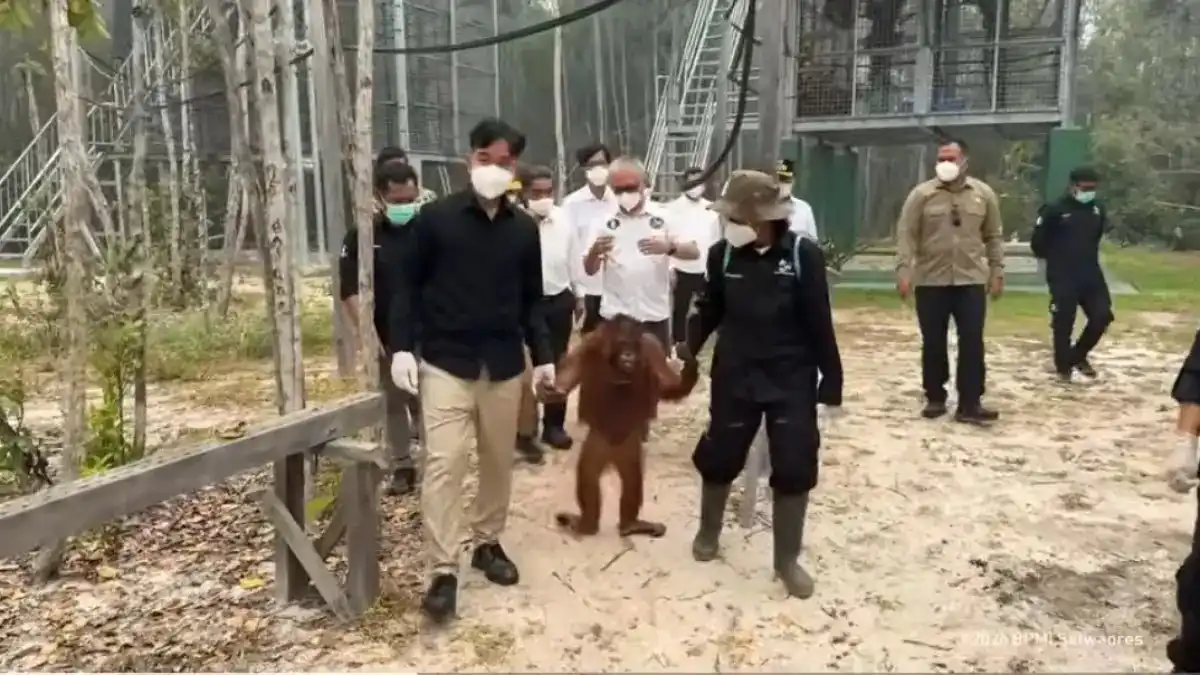 Paparan Gibran tentang Nasib Orangutan di Tengah Ancaman Karhutla