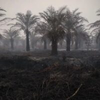 Pengurangan Hotspot Karhutla di Indonesia: Kalimantan Tengah Terus Memimpin