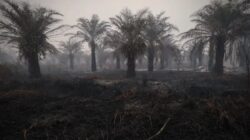 Pengurangan Hotspot Karhutla di Indonesia: Kalimantan Tengah Terus Memimpin