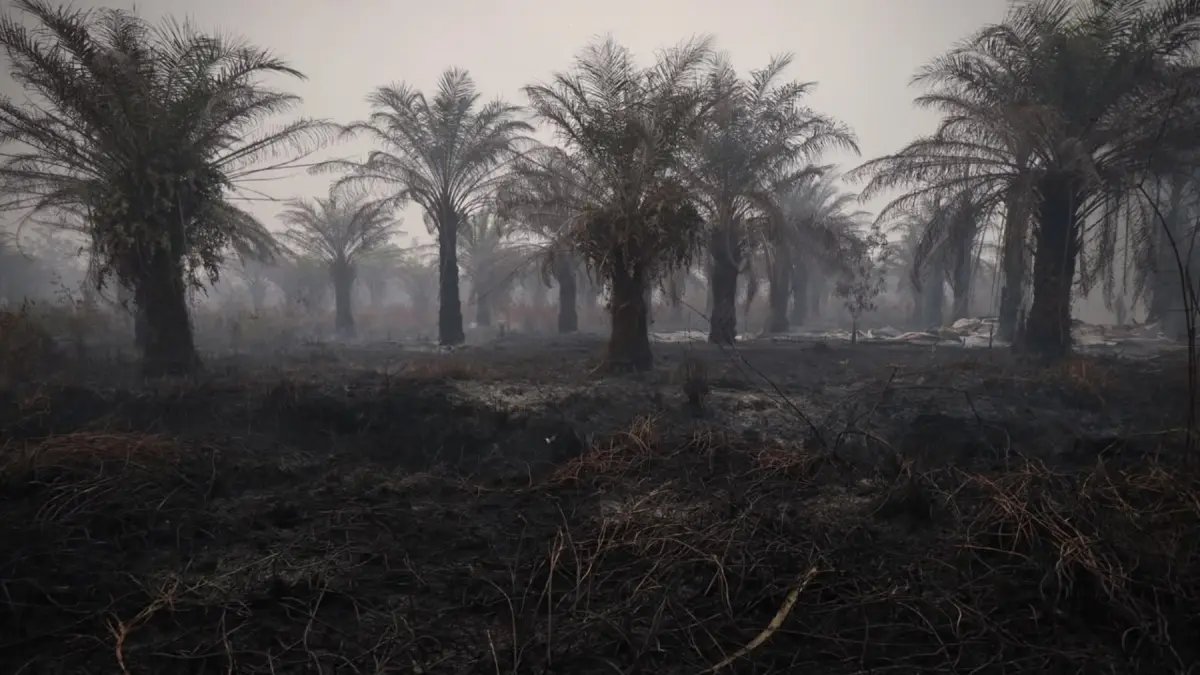 Pengurangan Hotspot Karhutla di Indonesia: Kalimantan Tengah Terus Memimpin