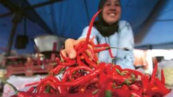 Stabilitas Harga Cabai Melalui Penyaluran Terpadu