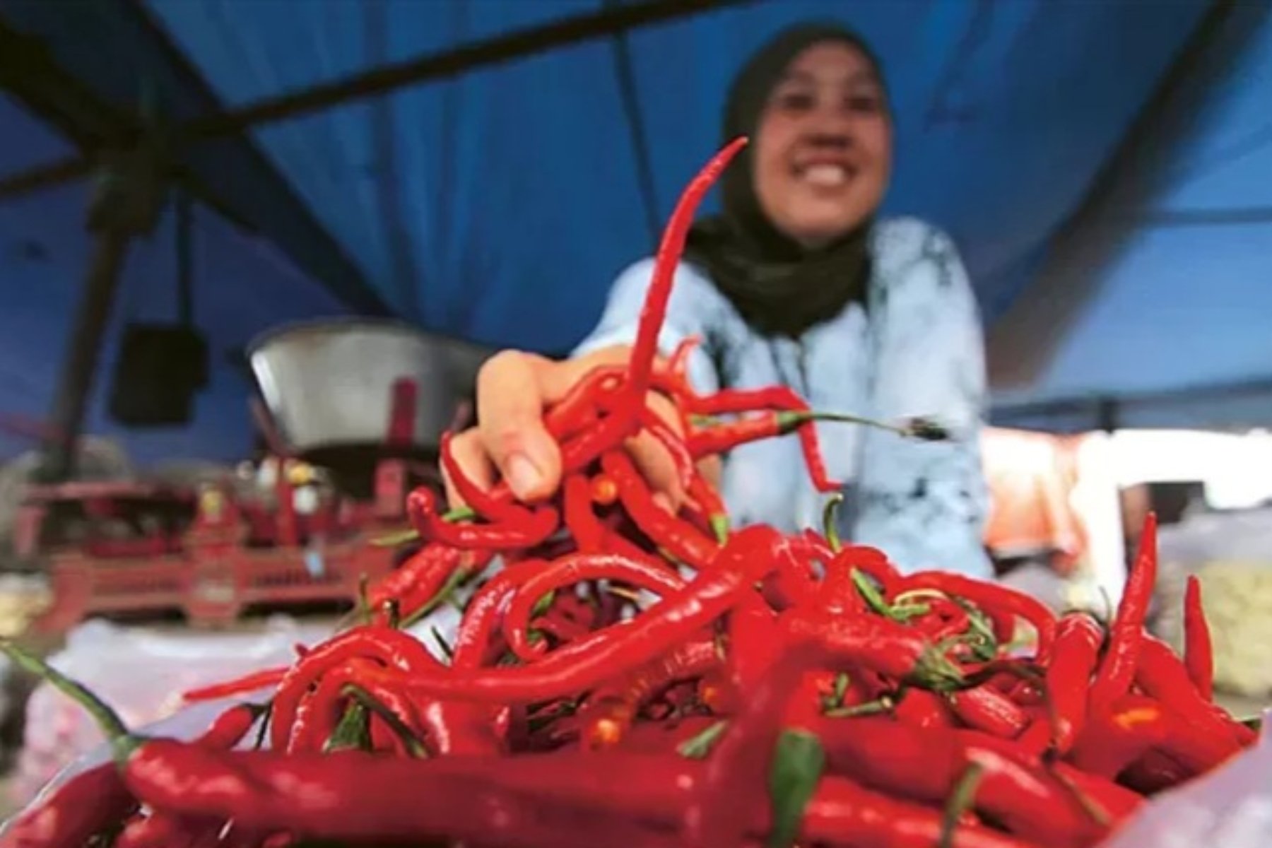 Stabilitas Harga Cabai Melalui Penyaluran Terpadu