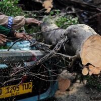 Kecelakaan Tragis: Motor Tertimpa Pohon Tumbang di Serang