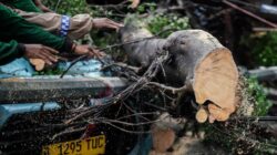 Kecelakaan Tragis: Motor Tertimpa Pohon Tumbang di Serang