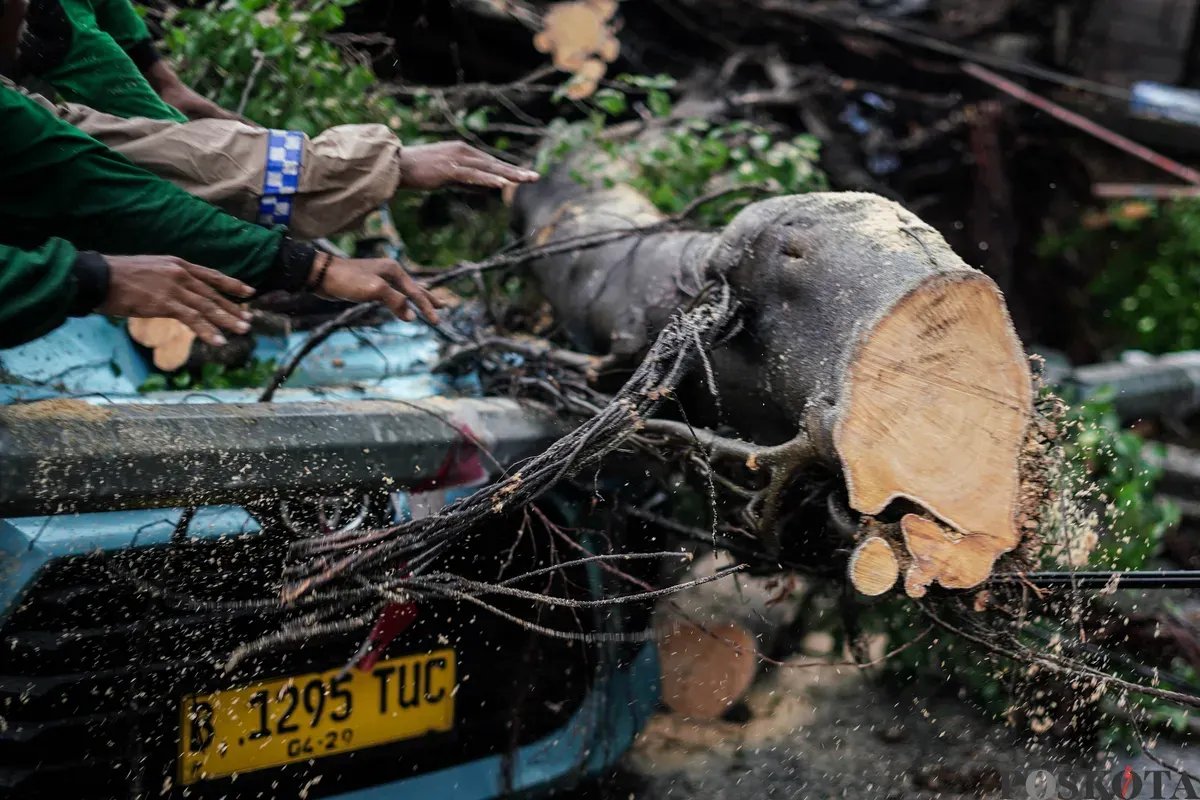 Kecelakaan Tragis: Motor Tertimpa Pohon Tumbang di Serang
