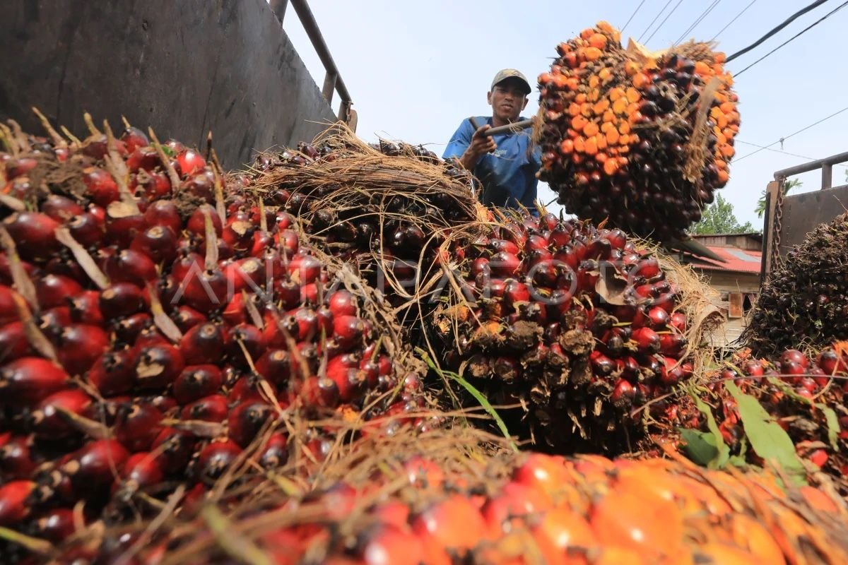 Usulan Pabrik CPO Koperasi untuk Petani Sawit berbasis Kerjasama