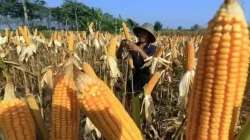 Dampak Kemarau Panjang Terhadap Pertanian Jagung di Jatim Dampak Kemarau Panjang Terhadap Pertanian Jagung di Jatim
